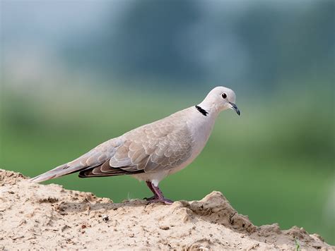 斑鳩死前的徵兆|灰斑鳩